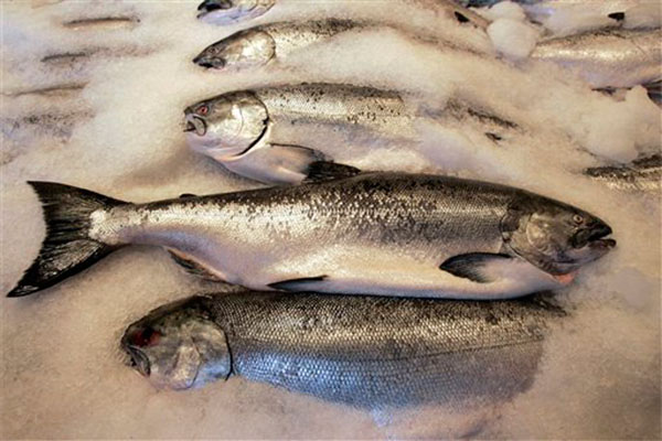 Some Engineered Salmon on Your Plate? Brooklyn May Pass