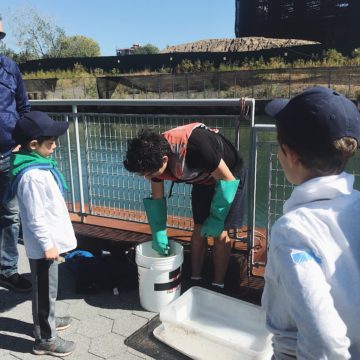 Saving the Gowanus Canal with Oysters